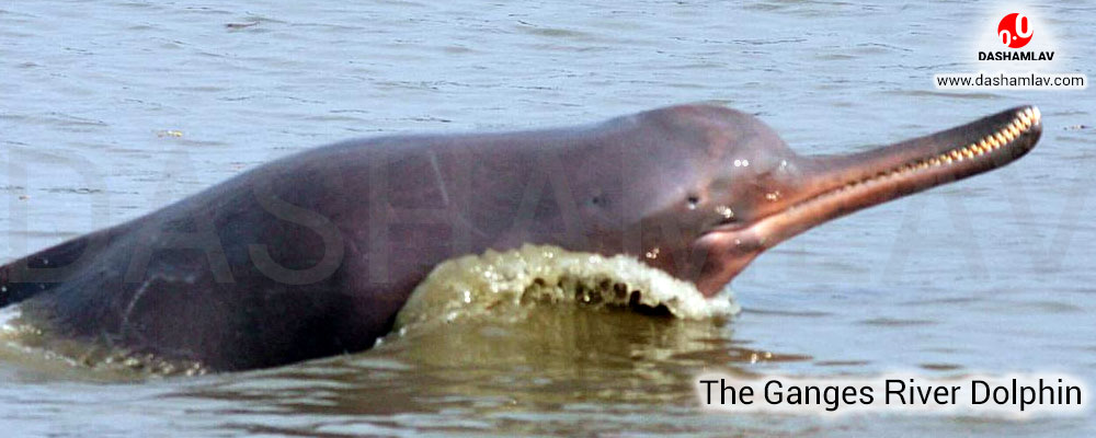 Ganga River Dolphin: National Aquatic Animal of India. A National Symbol of India.