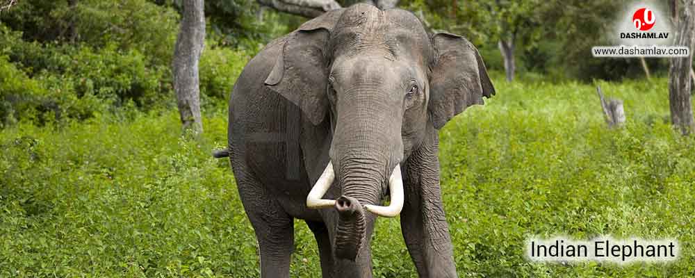 Elephant: National Heritage Animal of India. A National Symbol of India.