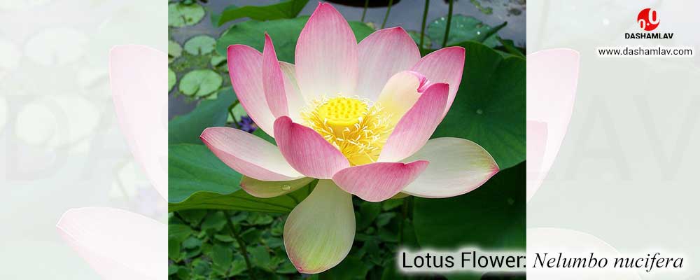Lotus Flower: A National Symbol of India.