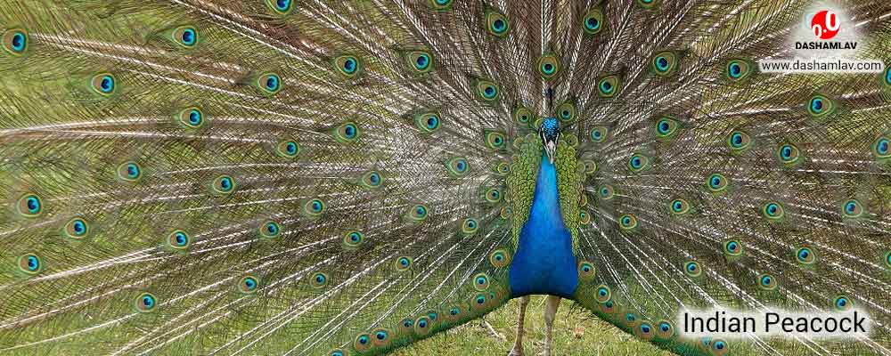 Peacock: National Bird of India. A National Symbol of India.