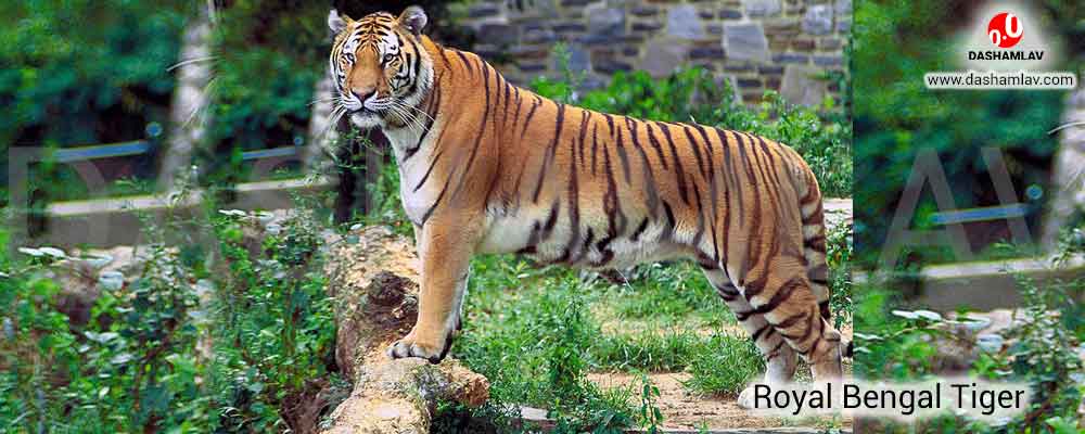 Royal Bengal Tiger: National Animal of India. A National Symbol of India.