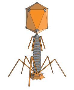structure of a bacteriophage virus