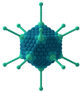 structure of round capsid virus