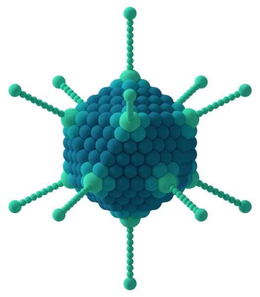 structure of round capsid virus