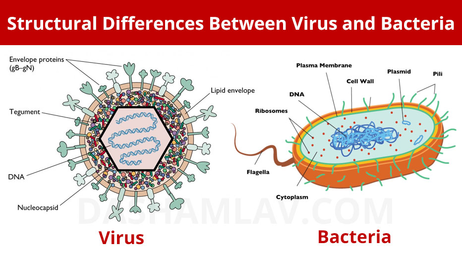 structural difference between virus and bacteria