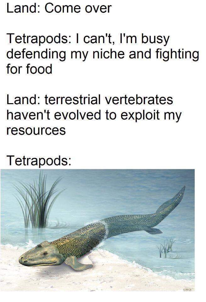 Tiktaalik roseae: Meme and Facts about the Fish Fossil