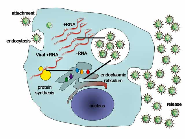 virus replication life cycle