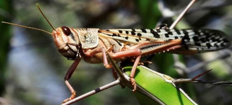 close-up of a locust