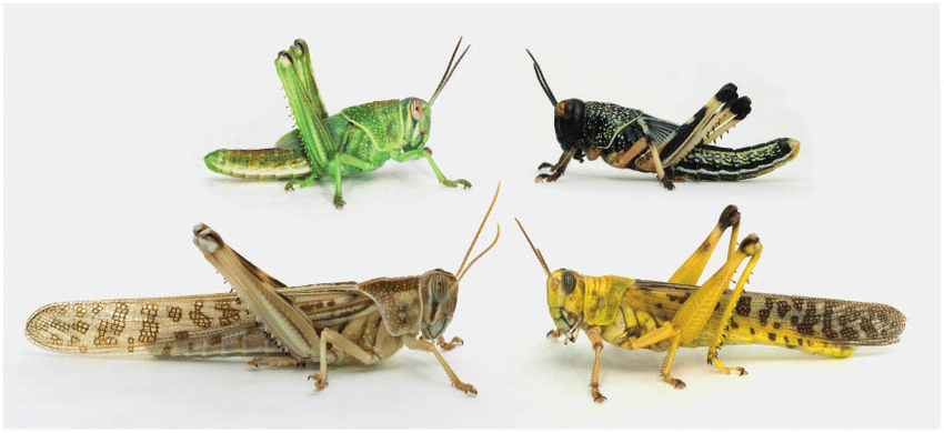 solitary (left) and gregarious (right) locusts