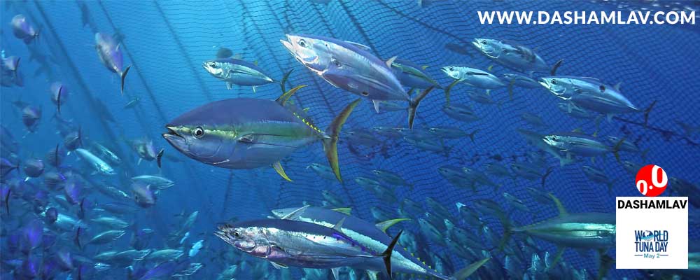 world tuna day