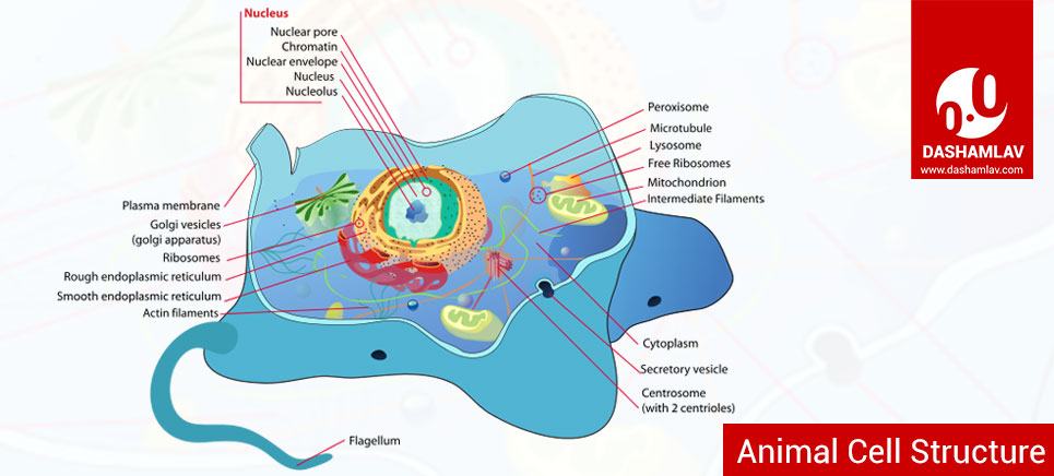 Cell Structure Major Parts Of Animal And Plant Cells