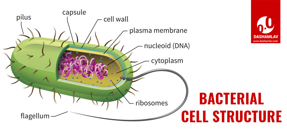 what-is-bacteria-learn-definition-types-and-structure-with-diagram