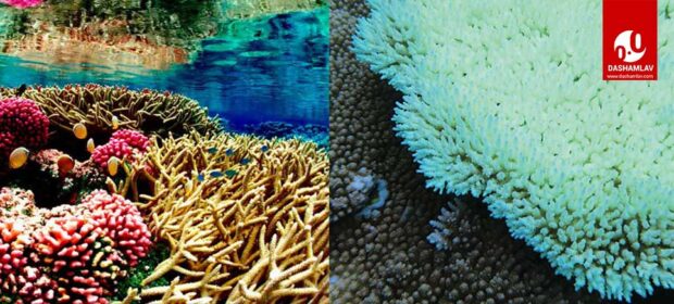 example of coral bleaching. before and after images of coral
