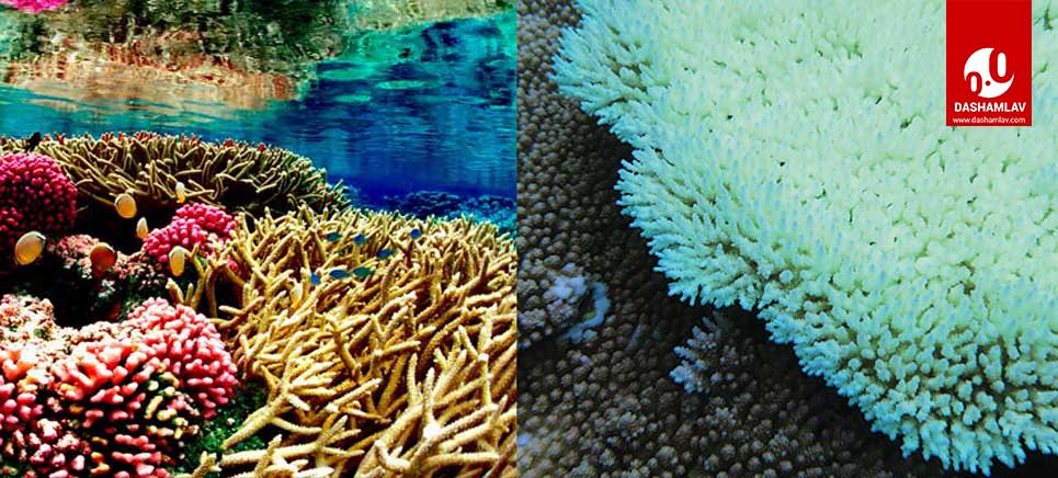 Coral Bleaching Meaning Causes And Effects