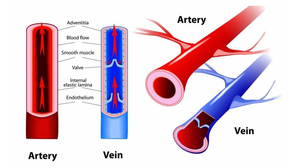 diagram showing differences between arteries and veins