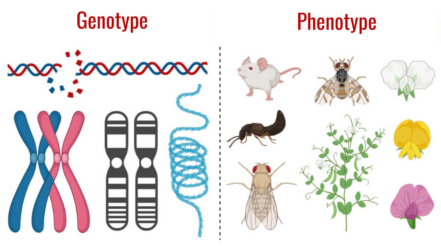 illustration showing differences between genotype and phenotype