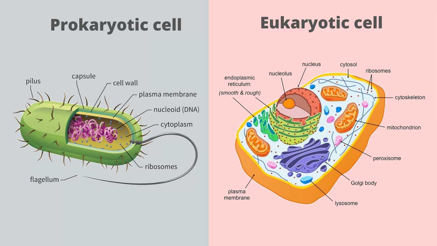 illustration of prokaryotic and eukaryotic cells