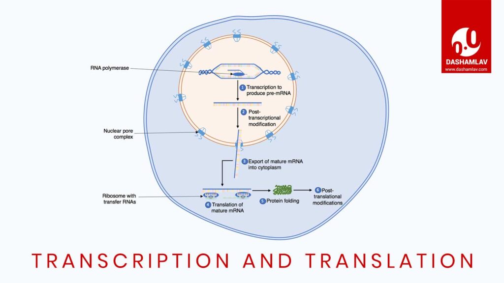 illustration of transcription and translation for protein synthesis